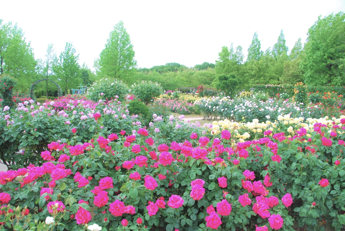 庄堺公園のバラ（イメージ）