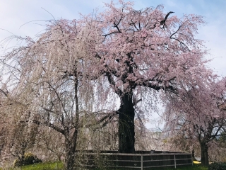 円山公園の祇園桜（イメージ）