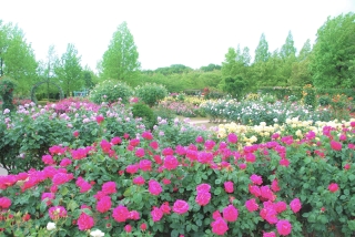 庄堺公園のバラ（イメージ）