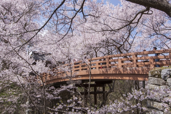 高遠城址公園の桜（イメージ）ⓒ伊那市観光協会