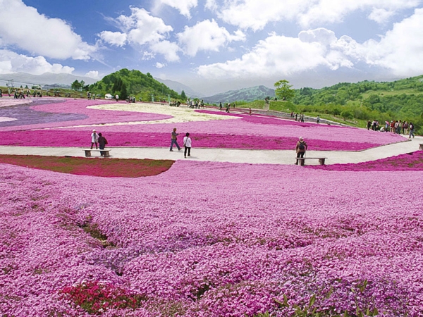 茶臼山高原の芝桜（イメージ）